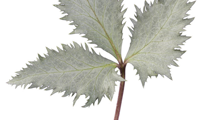 Helleborus foetidus.