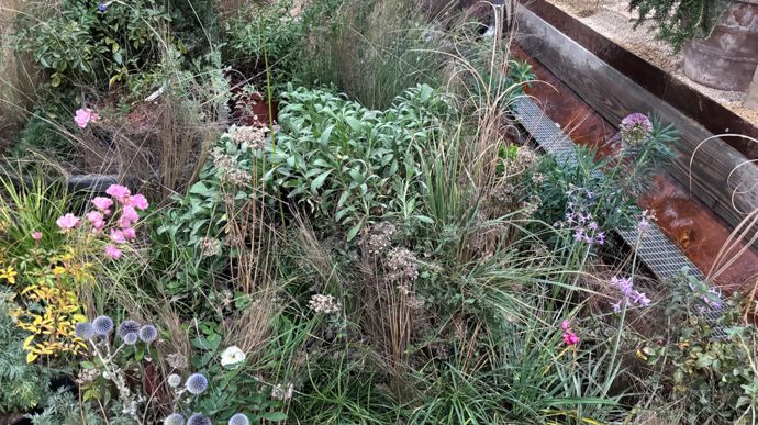 Un jardin d’avenir pour Ludovic Orain, où oliviers, lavandes et cistes illustrent une créativité fondée sur la sobriété des ressources.