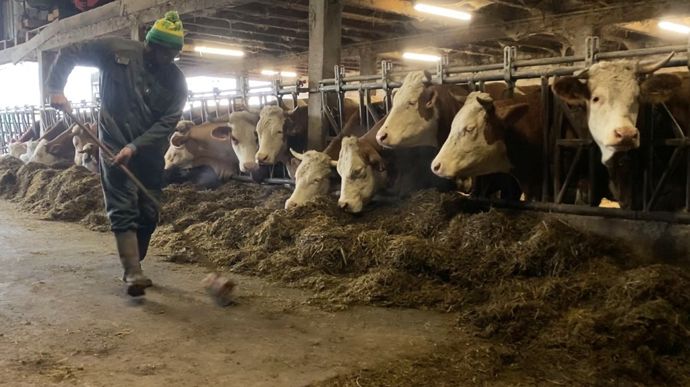 Damien Bronn a adapté l'étable entravée de son père pour accueillir ses vaches allaitantes. A terme, il imagine réaliser une sortie d'exploitation pour agrandir son cheptel.