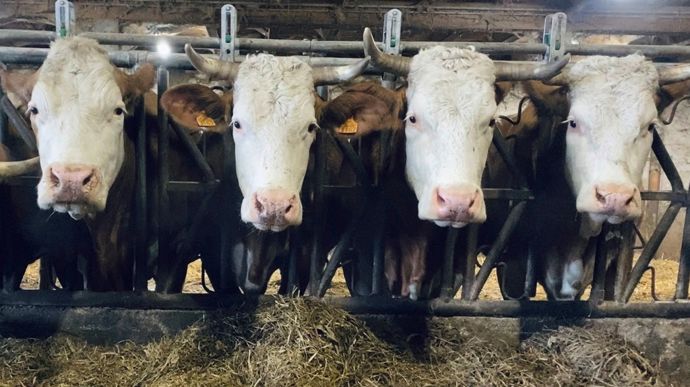 L'agriculteur a actuellement 22 vêlages en race Simmental. Le vêlage deux ans lui permet d'avoir un renouvellement rapide.