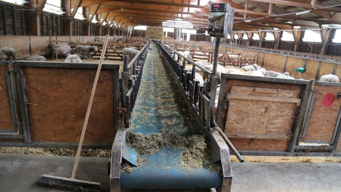  - La ration des brebis est distribuée grâce à deux tapis de 41 m de longueur.