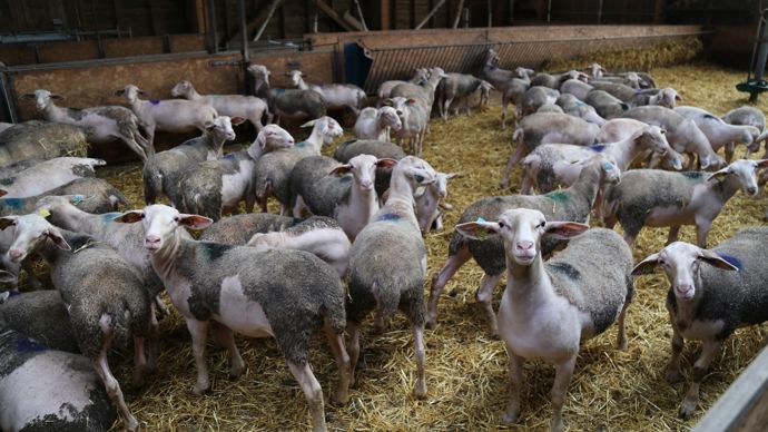  - Les agneaux pour la boucherie sont engraissés dans un parc spécifique situé à l'extrémité de la bergerie.