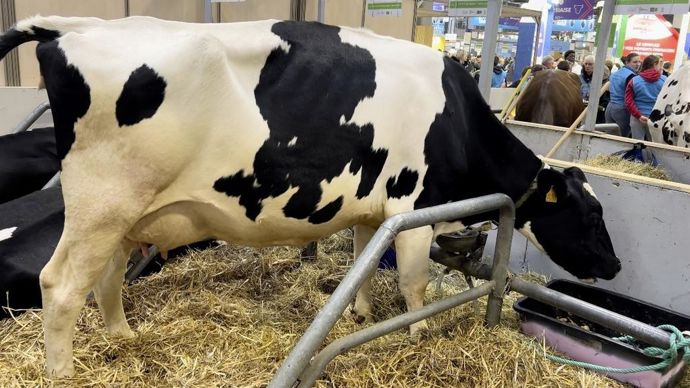 La mascotte Olympe prend ses marques dans sa stalle soigneusement entretenue par les apprentis.