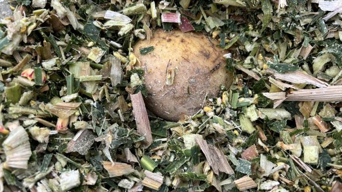 Le silo a été confectionné le 11 octobre. Les pommes de terre doivent maintenant "cuire" dans le fourrage pour ramollir et se conserver.