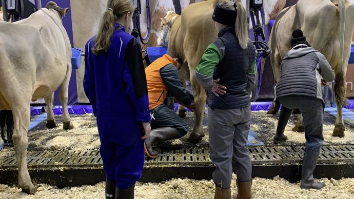  - 6h15, c'est l'heure de la traite pour la Jolie Simmental.