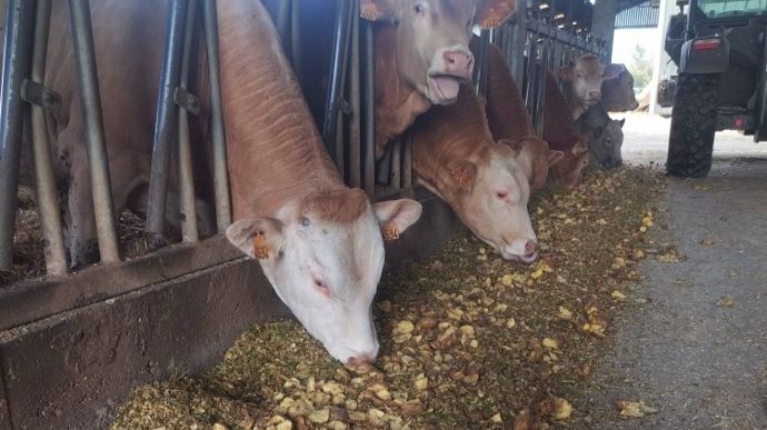 Les vaches apprécient les pommes de terre.