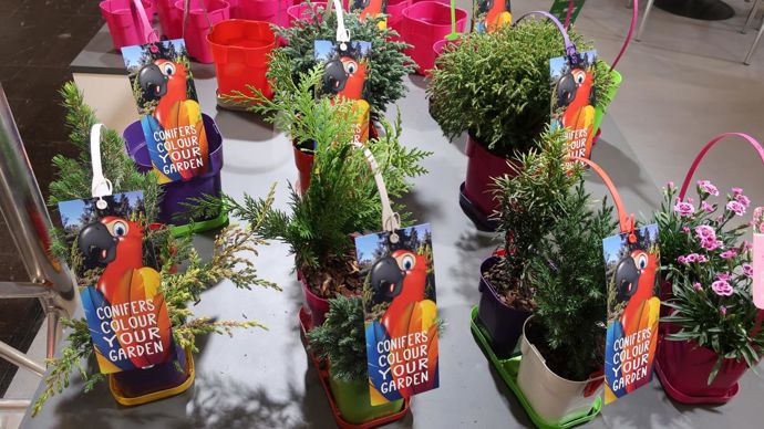 Même les conifères et autres cyprès redorent leurs aiguilles pour redevenir attractifs. ©Odile Maillard