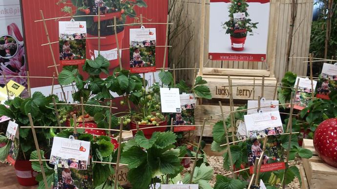 Du rouge vif, et des enfants toujours pour lancer les nouvelles fraises LUCKY BERRY®. Des fraises toujours plus gourmandes, a priori. ©Odile Maillard