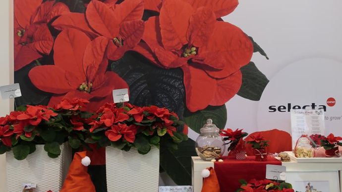 De gentilles souris pour accompagner le lancement commercial d’un poinsettia différent (Hydrangea CHRISTMAS MOUSE®), aux bractées rondes comme les oreilles d’un rongeur… ©Odile Maillard