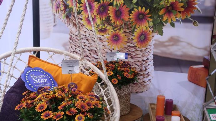 Les lauréats du concours Fleurostar n’échappent pas à la règle. Fleuroselect, organisation internationale d’obtenteurs, distributeurs et diffuseur de plantes fleuries annoncé l’été avec son dernier « FLOWER POWER® », primé en juin 2018 pour l’Europe : Osteospermum ecklonis ‘Purple Sun’. ©Odile Maillard