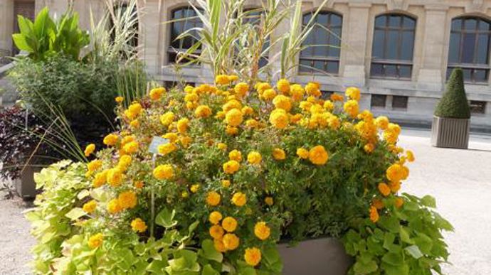 ©O.Maillard Les Tagetes étaient les 