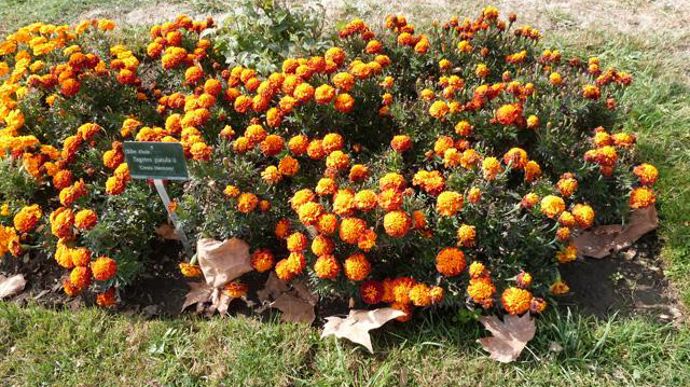 ©O.Maillard Tagetes patula 'Cresla Harmony', au Jardin des plantes du Museum d'histoires naturelles (MNHN) de Paris (75). 