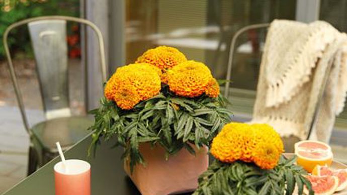 ©O.Maillard Tagetes 'Little Duck' Orange Lifestyle. Un exemple de ce que peuvent apporter les Tagetes dans la décoration d'intérieur. Photo Fleuroselect. 