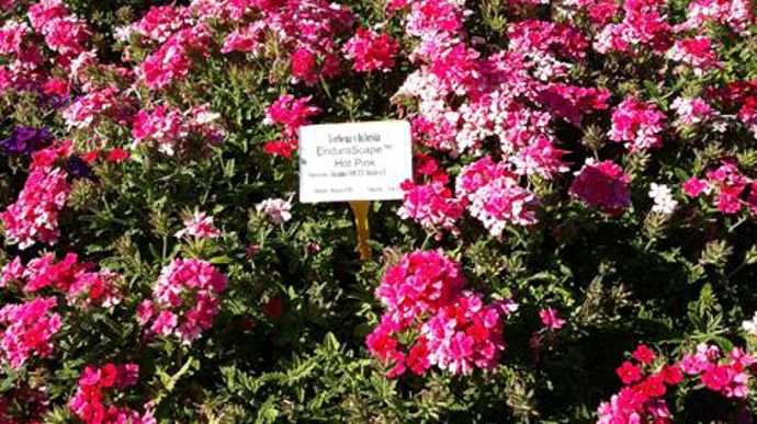 ©O.Maillard Verbena x hybrida EnduraScapeTM Hot Pink, à la station d'expérimentations Ratho, à Brindas (69). 