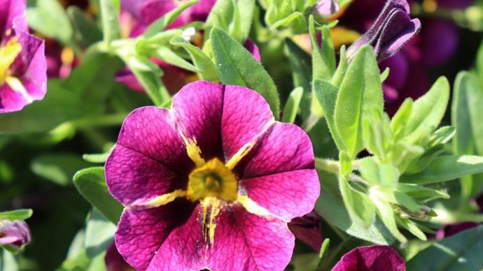 Calibrachoa Lia™ Amethyst Bling, nouvelle couleur dans la série, pour les « mélanges d’anglaises ». ©Ducrettet