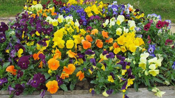 01. Viola Grandissimo mélange. 