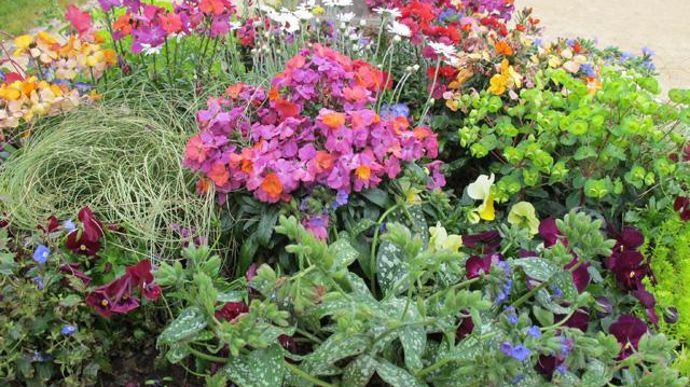 02. Carex Bronze Form, Carex Evergold, Erysimum Rysi Copper, Erysimum Winter rouge, Erysimum Winter Sorbet, Euphorbia Efanthia, Euphorbia Thalia, Helichrysum Weisses Wunder, Heuchera Georgia Peach, Heuchera Marmelade, Mazus bleu, Pulmonaria Silver Bouquet, Pulmonaria Trevi Foutain, Sedum Lemon Ball, Veronica peduncularis Big Blue, Viola Grandissimo mélange cocktail. 