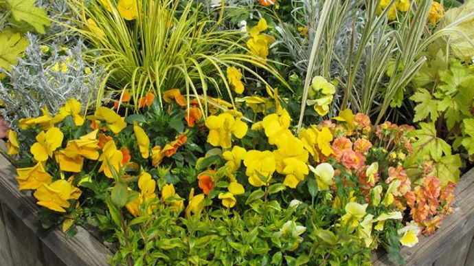 03. Abelia Kaleidoscope, Acorus Ogon, Calocephalus Brownii amélioré, Carex Evergold, Helichrysum Weisses Wunder, Heucherella Alabama Sunrise, Lonicera Lemon Queen, Miscanthus Cosmopolitan, Papaver (pavot d'Islande) Champagne Bubbles orange, Primula Belarina Buttercup Yellow, Primula Belarina Nectarine, Primula Supernova jaune, Primula Supernova jaune d'or, Viola cornuta Grandissimo mélange agrumes. 