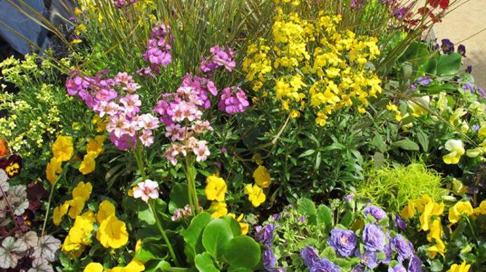 04. Ajuga Burgundy Glow, Anemanthele lessoniana Sirocco, Bergenia Pink Dragonfly, Erysimum Poem Lilac, Erysimum Rysi Gold, Erysimum Zwerg jaune citron, Euphorbia Thalia, Heuchera Berry Smoothie, Heuchera Sugar Frosting, Primula Belarina Amethyst Ice, Pulmonaria Trevi Foutain, Santolina Lemon Fizz, Salvia officinalis Purpurascens, Viola cornuta Grandissimo mélange clafoutis. 