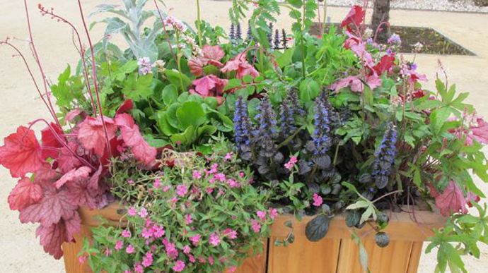 05. Ajuga Burgundy Glow, Bergenia Pink Dragonfly, Bergenia Harzkristall, Digitalis Heywoodi Silver Fox, Heuchera Georgia Peach, Papaver (pavot d'Islande) Champagne Bubbles Pink, Sanguisorba minor (pimprenelle), Salvia officinalis Tricolor, Silene pendula Celina rose, Tiarella Spring Symphony. 