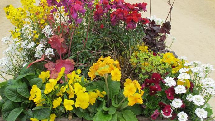 06. Carex Bronze Form, Erysimum Rysi Gold, Erysimum Winter rouge, Erysimum Winter Sorbet, Euphorbia Antigone, Euphorbia Efanthia, Heuchera Georgia Peach, Iberis Candy Ice, Iberis Snowball, Primula Belarina Valentine, Primula Crescendo jaune d'or, Viola cornuta Grandissimo Rose with Bloch, Viola cornuta Grandissimo Yellow. 