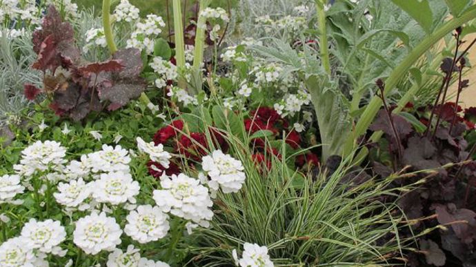 07. Arabis Alpina Hermine, Cynara (cardon ornamental), Calocephalus Brownii amélioré, Heuchera Midnight rose, Heuchera Obsidian, Iberis Snowball, Mazus Albus, Carex Montana Raureif, Helichrysum Weisses Wunder, Helichrysum Thianschanicum. 