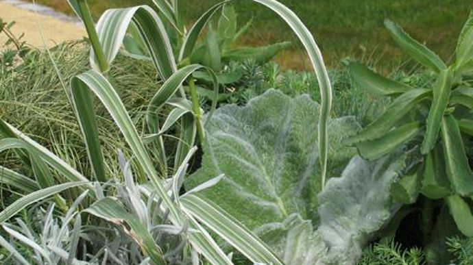 08. Arundo donax (canne de Provence) panachée, Festuca Elijah Blue, Hedera Anita, Helichrysum Weisses Wunder, Holcus mollis Albovariegatus, Muehlenbeckia Complexa, Sagina Irish Moss, Salvia argentea Artemis, Sedum Blue Cushion, Sedum Garnet Brocade, Sedum Green Ball. 