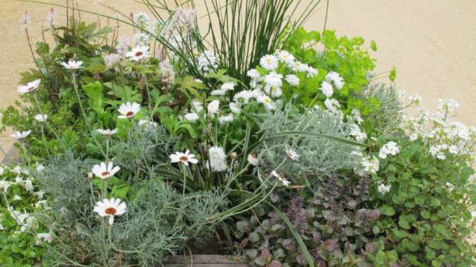 09. Ajuga Burgundy Glow, Arabis Alpina Hermine, Carex Ice Dance, Euphorbia Antigone, Hedera Duckfoot, Juncus Javelin, Leucanthemum African Eyes, Lonicera Lemon Queen, Mazus Albus, Muehlenbeckia Complexa Auslese, Bellis perennis Super Pompon blanche, Papaver (pavot d'Islande) Champagne Bubbles White, Santoline grise, Tiarella Morning Star. 