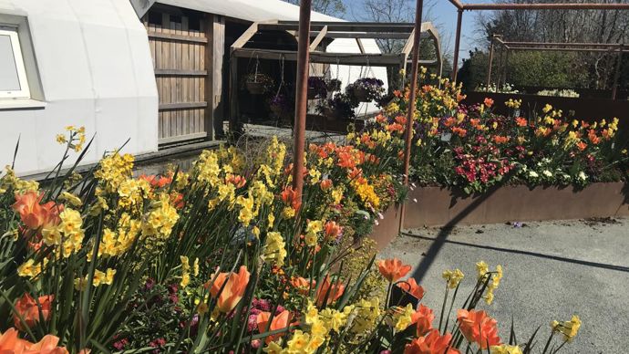 Tons jaune et orange. ©Graines Voltz