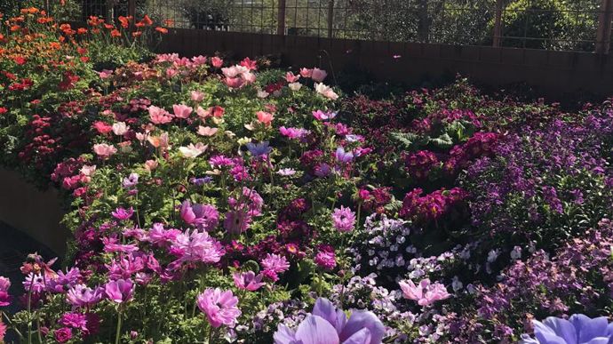 Tons roses. ©Graines Voltz