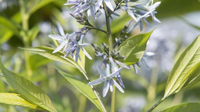 02. Amsonia tubernaemontana