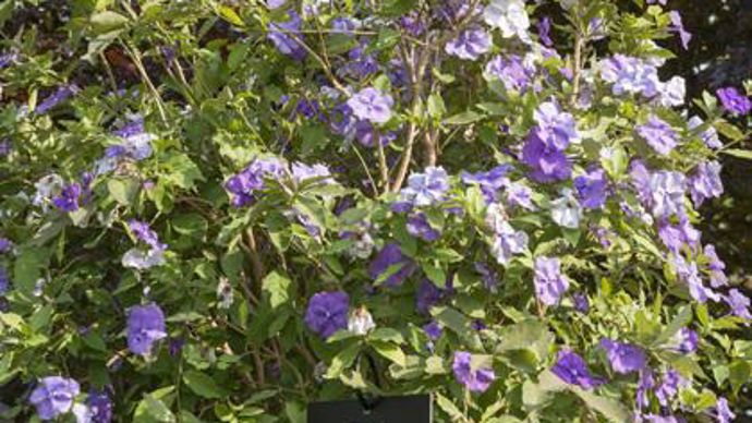 03. Brunfelsia australis