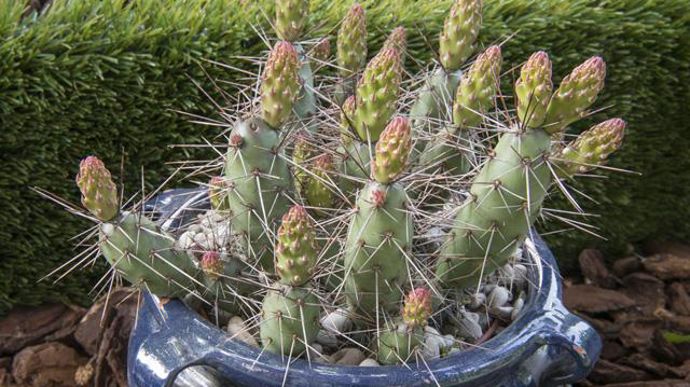 04. Opuntia erinacea