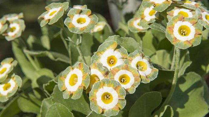 05. Primula x auricula 'Theodora'
