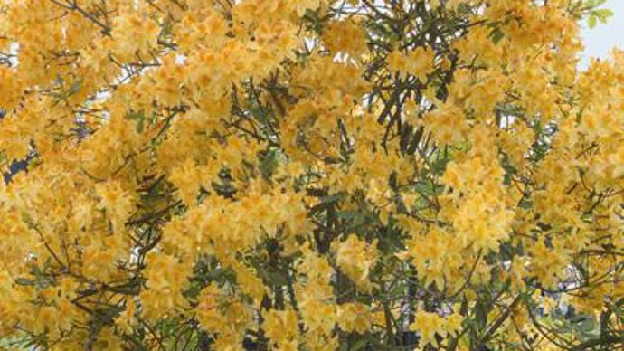 06. Rhododendron x 'Golden Flare'