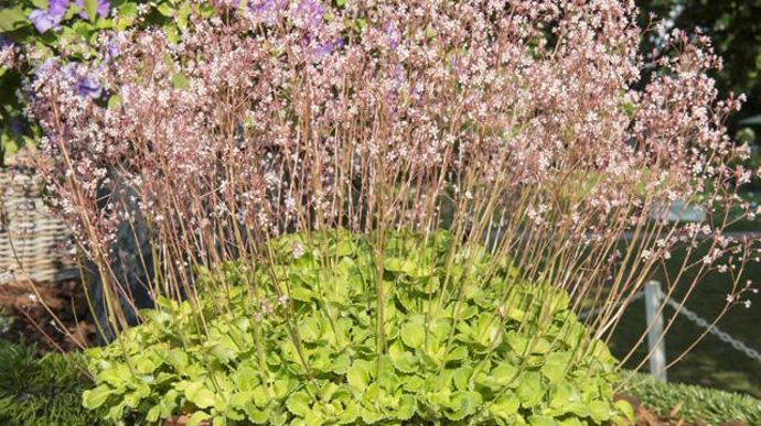 07. Saxifraga umbrosa