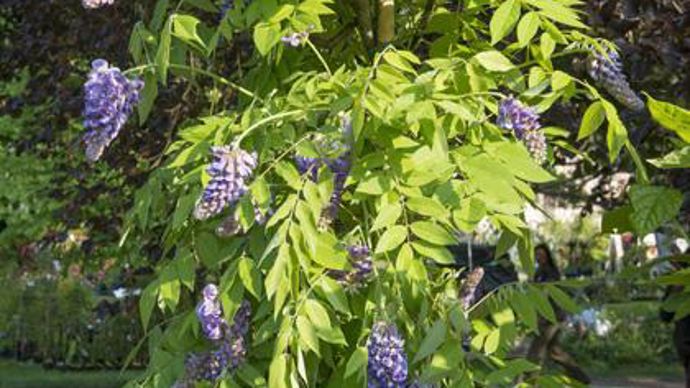 08. Wisteria frutescens 'Longwood' Purple