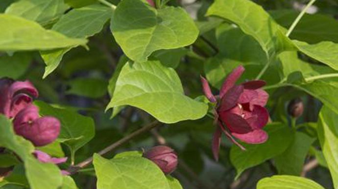 09. X Xinocalycanthus raulstonii 'Hartlage Wine'