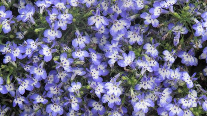 10. Lobelia interspécifique ‘Hot Tiger'.