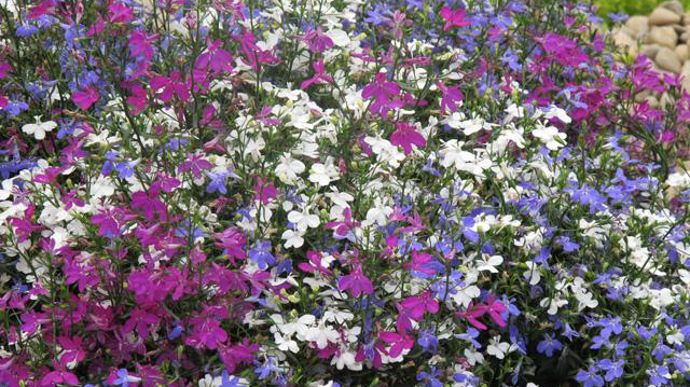 11. Lobelia erinus ‘Star' en mélange. Nouveauté 2011/2012.