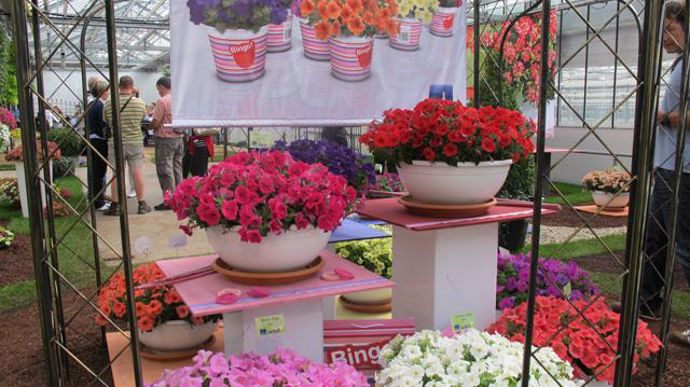 12. Petunia ‘Bingo'. Nouveauté 2011/2012.