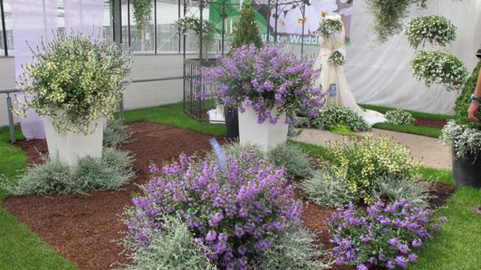 14. Scaevola aemula ‘Sunstastic', ‘Saphira', ‘Ametyst' (nouveauté) et Helicrysum ‘Silverstar' (nouveauté).