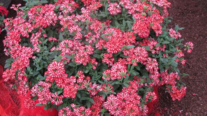 15. Verbena ‘Estrella Voodoo Star'. Nouveauté 2011/2012.