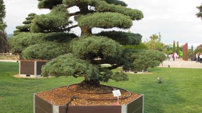 © V. Vidril Pinus parviflora ‘Glauca'. © V. Vidril