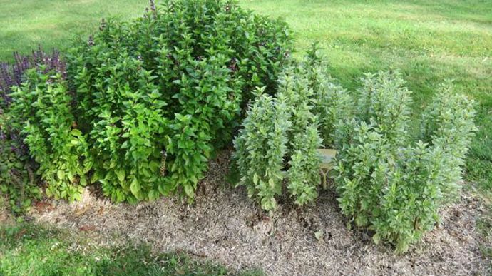 ©Odile Maillard Basilic 'Lhasa' (à gauche) et Basilic variegata bicolore, au Chambon-Feugerolles (42). 