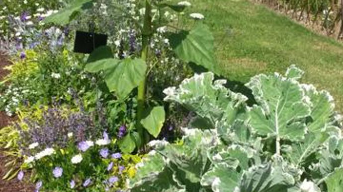 ©Gilles Cloîtres Brassica CREME CHANTILLY® 'Joseph Coterel' en association dans des massifs à Coutances (49). 