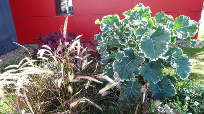 © Sébastien Guillet Brassica CREME CHANTILLY® 'Joseph Coterel' en association avec des graminées à Agrocampus Ouest à Angers (49). 