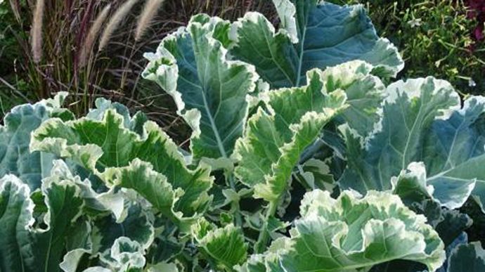 © Sébastien Guillet Brassica CREME CHANTILLY® 'Joseph Coterel' (49), un panaché véritable coup de coeur depuis plusieurs années dans les essais fleurissement partout où il est essayé, ici à Agrocampus Ouest à Angers (49). 