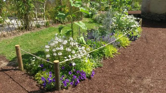 ©Gilles Cloîtres Cleome senorita blanc à Coutances (50). 