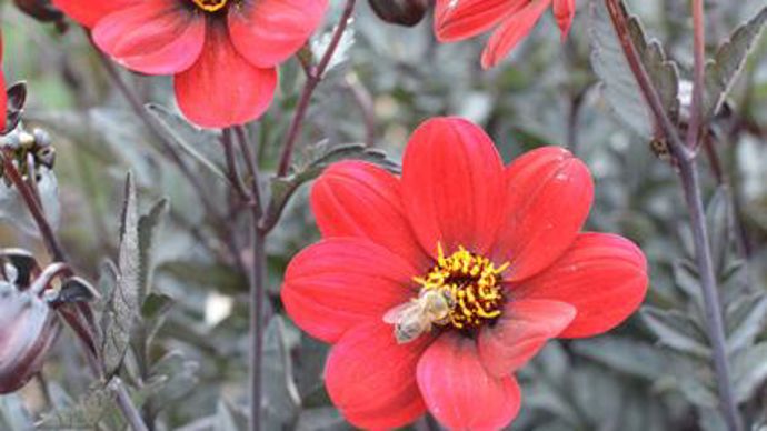 ©Excellence Végétale/Jeanne de Laval Dahlia 'A La Folie' Label Rouge, jugé à Beaufort-en-Vallée (49). 